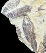 Fossil Fish (Gosiutichthys) Multiple Plate - Lake Gosiute #54974-3